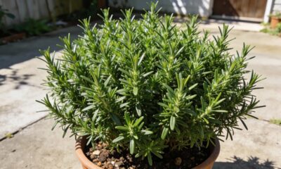 Como cultivar alecrim e manter a planta sempre verde e perfumada