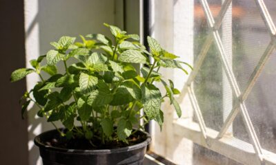 Ganhar arruda não é por acaso segundo crenças populares