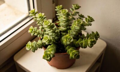 Onde o sol não chega, essas plantas florescem e afastam pernilongos