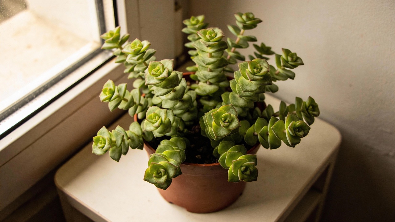 Onde o sol não chega, essas plantas florescem e afastam pernilongos