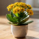 Calanchoe-amarelo ganhou significado especial ao simbolizar alegria e boas energias