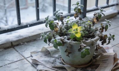 Essa hortelã-verde enfrentou o frio e se recuperou com uma proteção simples