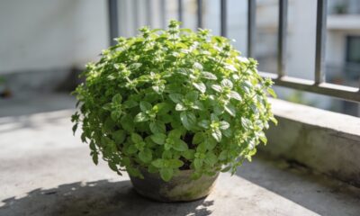 Foi minha madrinha que me ensinou a fazer esse manjericão durar anos