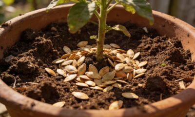 Sementes de abóbora para plantas: como reutilizar sem desperdício e melhorar o solo em casa