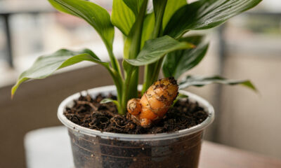 Como plantar cúrcuma do jeito certo e colher raízes saudáveis em casa