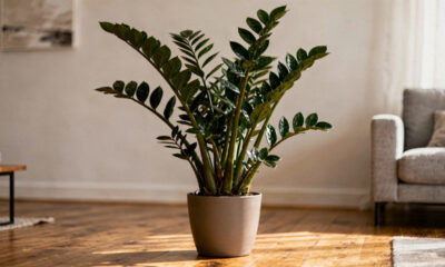 7 plantas que suportam pouca luz e continuam bonitas mesmo em ambientes escuros