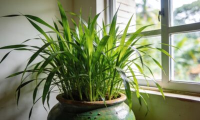 O capim-limão muda o clima do ambiente e afasta insetos sem esforço