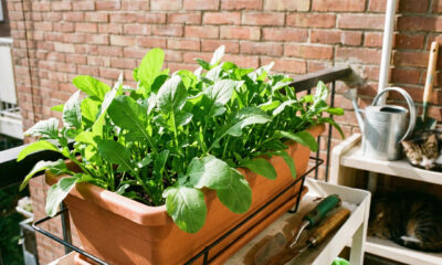 Como plantar rúcula do jeito certo e colher folhas verdes, macias e saborosas em até 40 dias