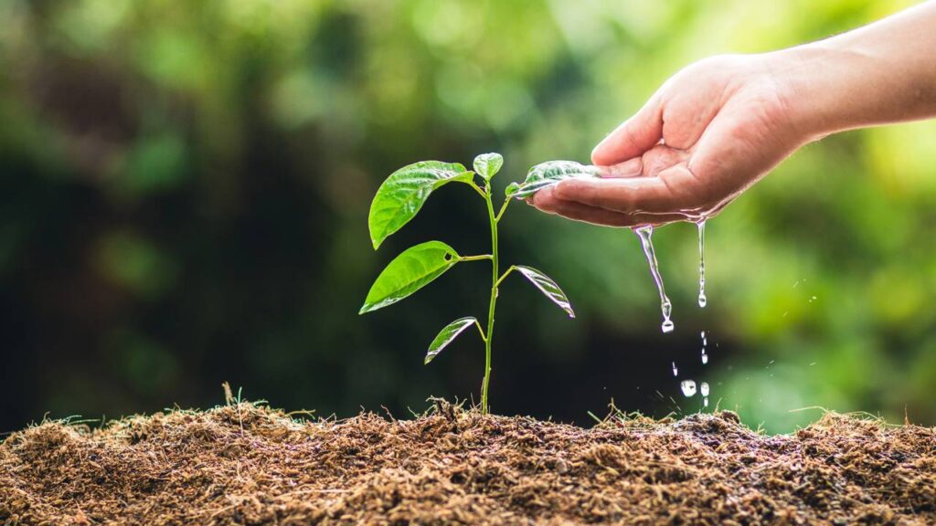 Como germinar maracujá com o método mais fácil do mundo e acelerar o nascimento das mudas