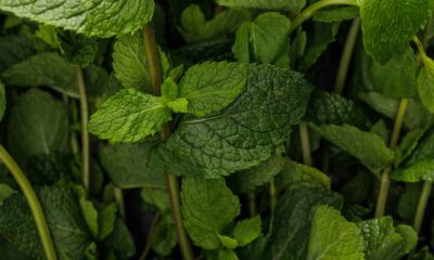 Como plantar hortelã em casa e manter a planta sempre saudável e aromática