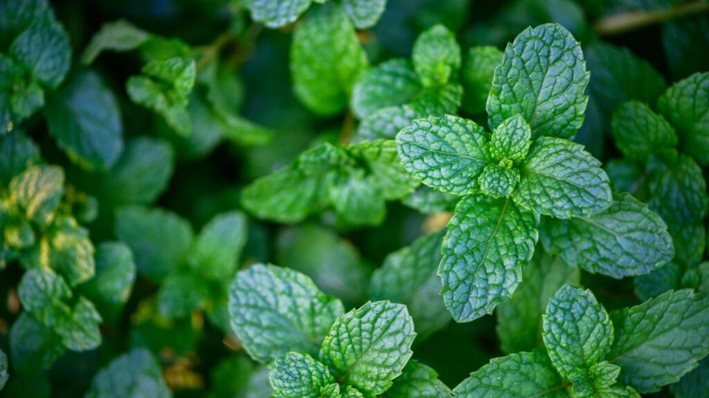 Como plantar hortelã em casa e manter a planta sempre saudável e aromática
