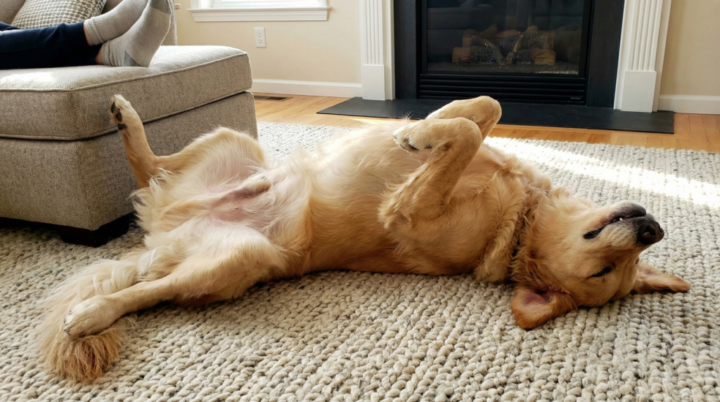 Não existe sinal maior de confiança de um cachorro do que esse