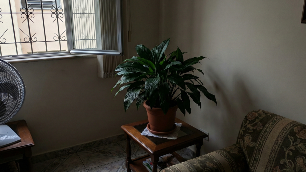 Por que o lírio-da-paz não floresce e o ajuste simples que faz a planta dar flores