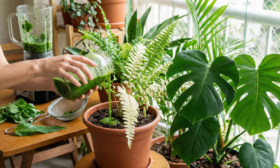 Essa mistura pode salvar suas plantas com facilidade