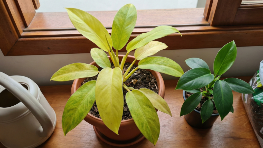 Mesmo bem cuidada, sua planta pode ficar amarelada