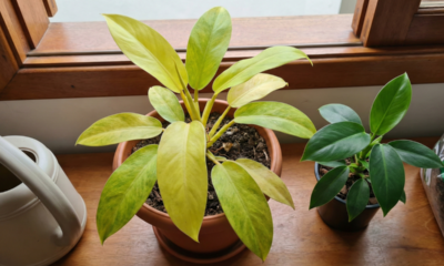 Vasos sem furo podem funcionar, mas exigem rega e substrato corretos