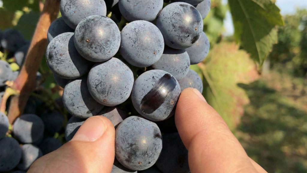 Essa película fina nas uvas pode ser uma proteção natural
