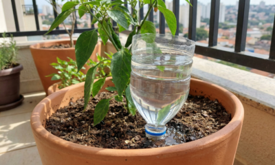 Por que recomendam colocar uma garrafa PET cortada de cabeça para baixo no jardim