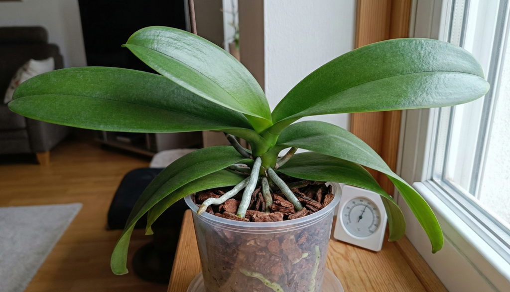 Como fazer sua orquídea voltar a florir mesmo só dando folhas com 2 ajustes simples e consistentes