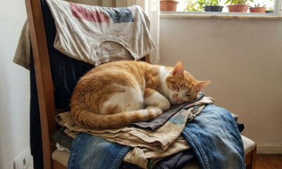 Por que os gatos eram considerados sagrados no Antigo Egito?