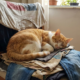 Por que os gatos eram considerados sagrados no Antigo Egito?