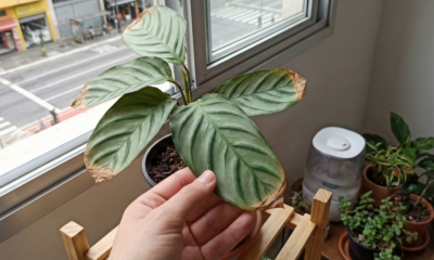 Como recuperar pontas marrons nas folhas mesmo sem experiência e sem gastar com produtos “milagrosos”