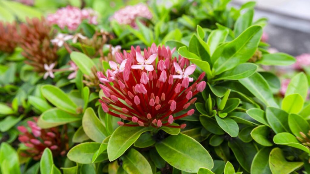 Mini-ixora virou símbolo de união e bons encontros dentro de casa