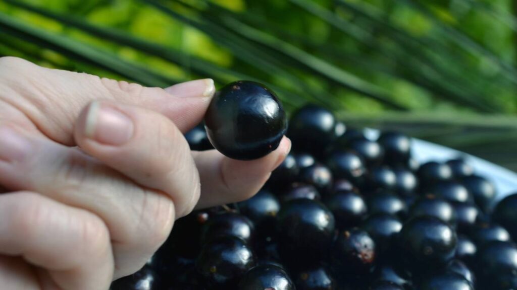 Como fazer jabuticaba frutificar em vaso e aumentar a quantidade de frutos