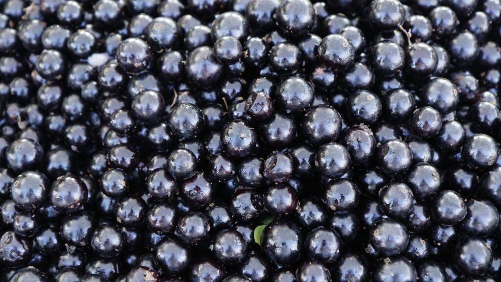 Como consumir jabuticaba para aproveitar todos os seus benefícios à saúde