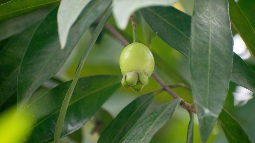 Como plantar jambo de forma simples e garantir uma árvore saudável desde o início