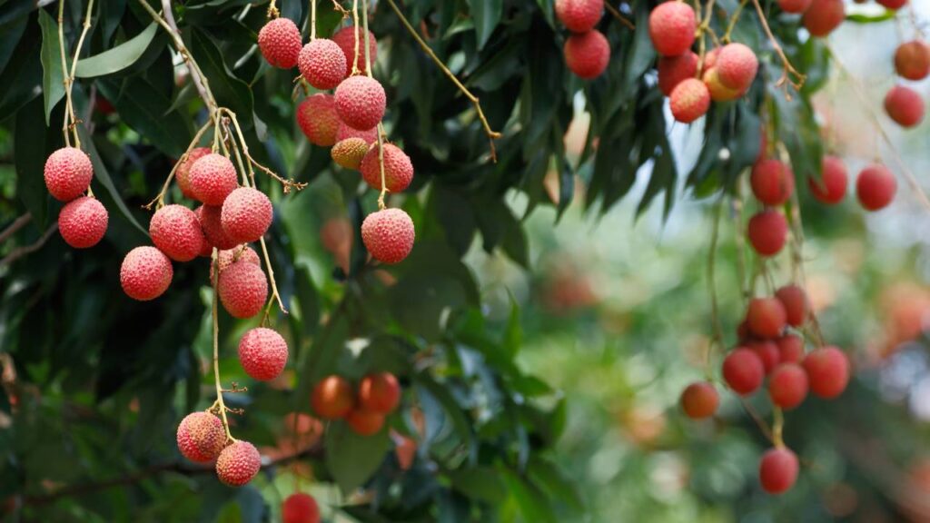 Como plantar lichia com o caroço e fazer a semente brotar mais rápido em casa