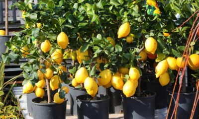 Como plantar limão em vaso corretamente e fazer a planta crescer forte e produzir muitos frutos