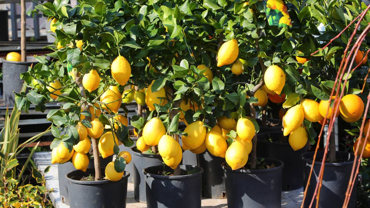 Como plantar limão em vaso corretamente e fazer a planta crescer forte e produzir muitos frutos