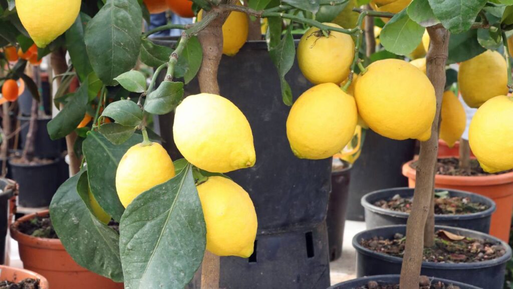 Como plantar limão em vaso corretamente e fazer a planta crescer forte e produzir muitos frutos