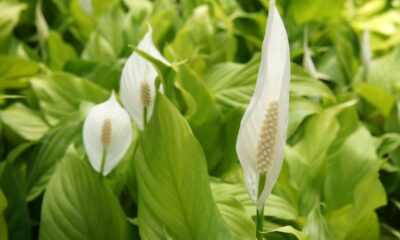 Como aproveitar melhor essas plantas que ajudam a refrescar o ambiente