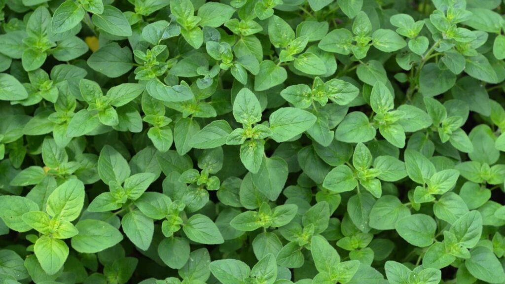 Como plantar manjerona em vaso do jeito certo e manter a planta sempre bonita