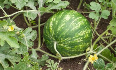 Dicas para plantar melancia e ter uma planta bem desenvolvida do começo ao fim