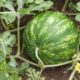Dicas para plantar melancia e ter uma planta bem desenvolvida do começo ao fim