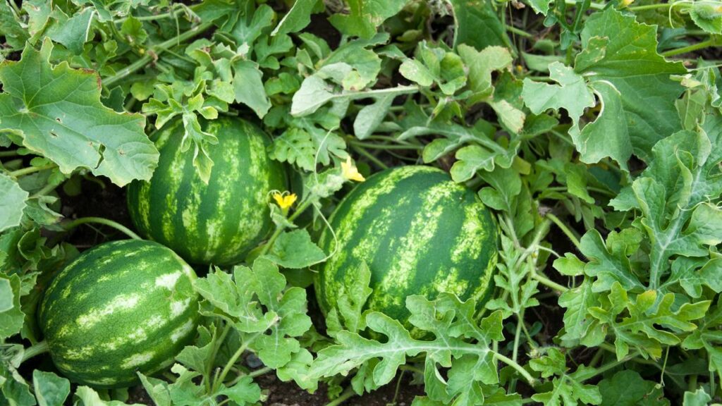 Dicas para plantar melancia e ter uma planta bem desenvolvida do começo ao fim