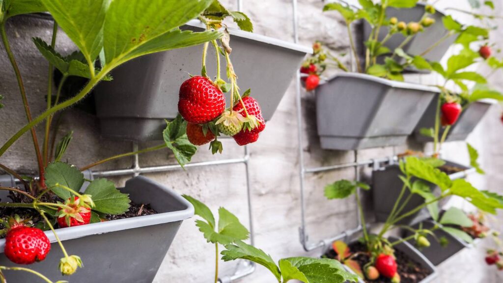 Como plantar morango em vasos do jeito certo e colher frutos saudáveis em casa