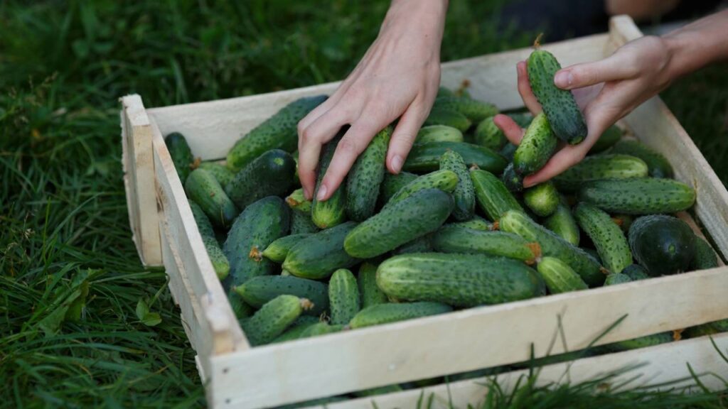 Como plantar pepino orgânico no vaso e ter uma colheita farta mesmo em pouco espaço