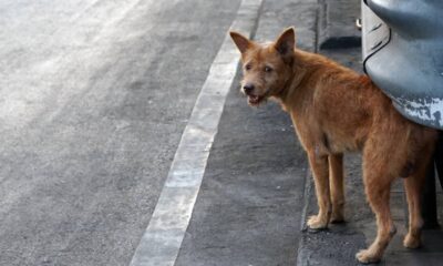 Como fazer um comedouro pet para animais de rua e ajudar cães e gatos de forma simples