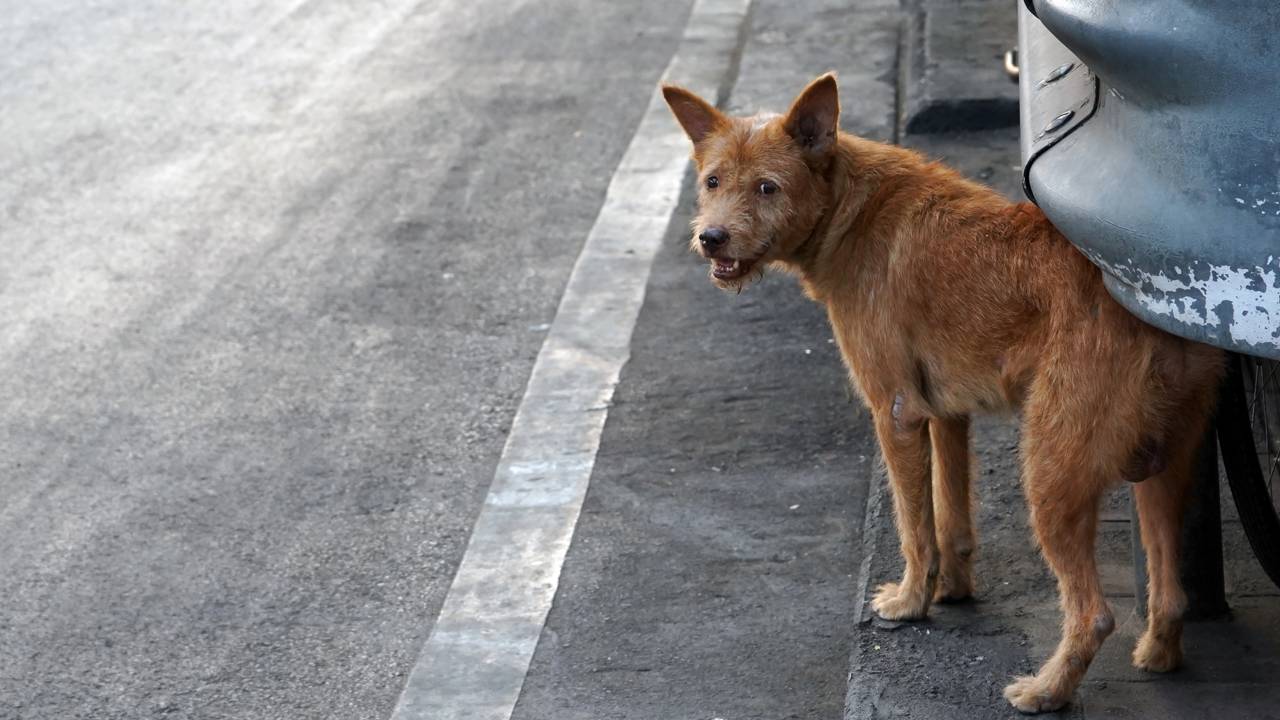 Como fazer um comedouro pet para animais de rua e ajudar cães e gatos de forma simples
