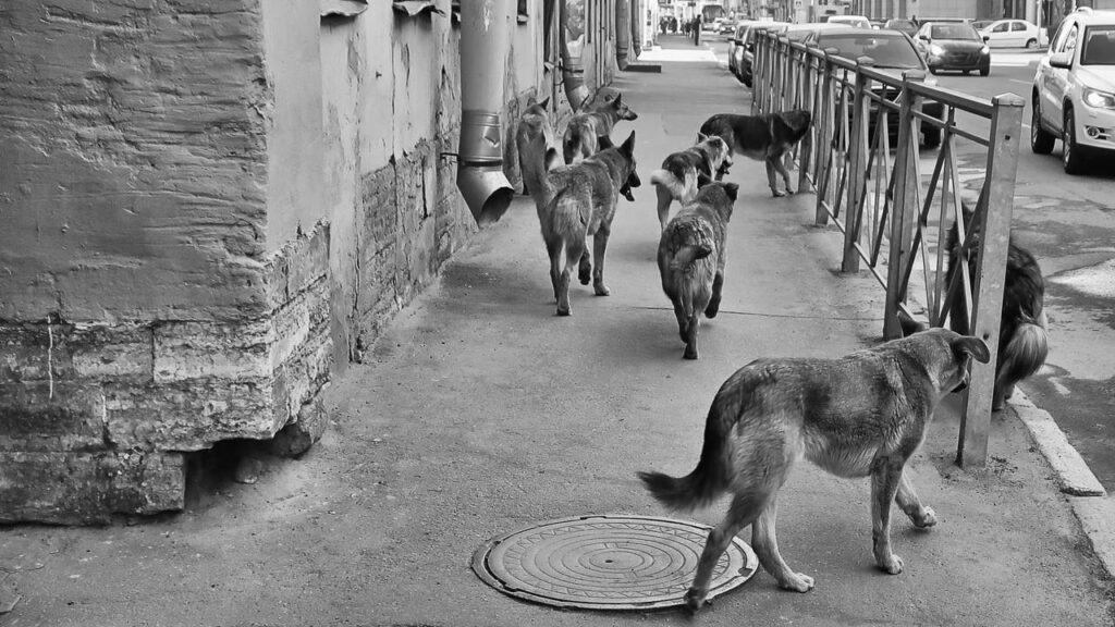 Como fazer um comedouro pet para animais de rua e ajudar cães e gatos de forma simples