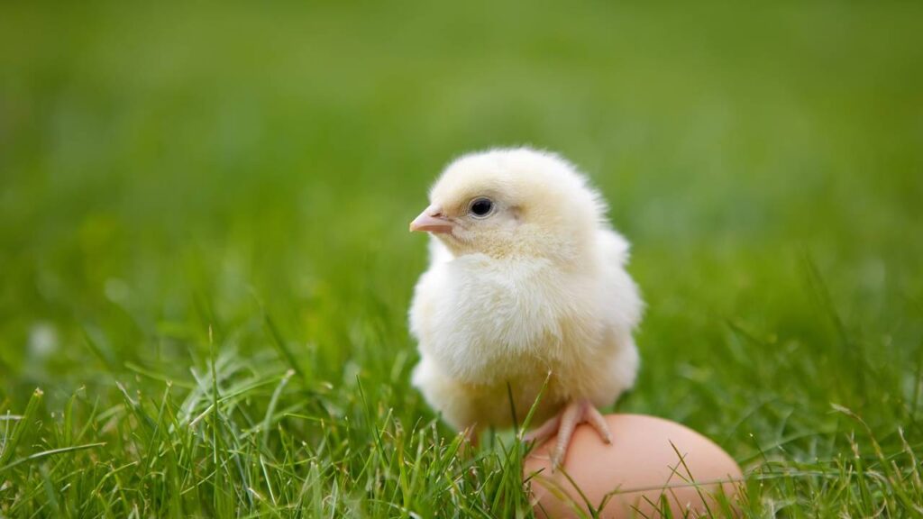 Comedouro e bebedouro para pintinhos com garrafa PET simples de fazer e muito eficiente