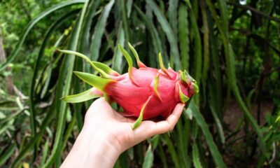 Como plantar pitaya do jeito certo e ver a planta pegar rápido em casa