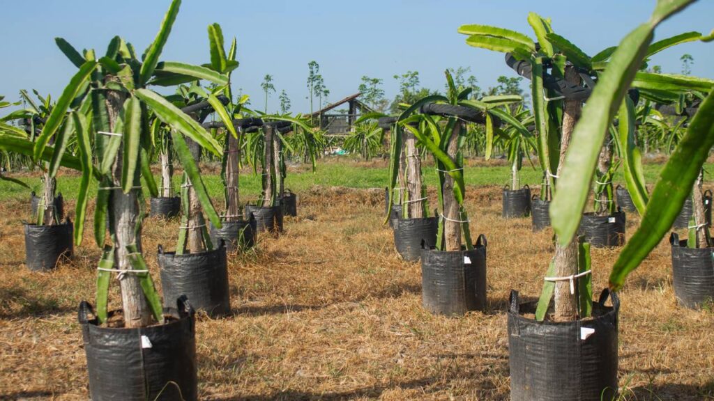 Como plantar pitaya do jeito certo e ver a planta pegar rápido em casa