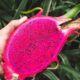 Benefícios da pitaya para a saúde que explicam por que essa fruta chama tanta atenção
