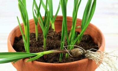 Como plantar alho do jeito certo em casa e colher cabeças grandes e saudáveis