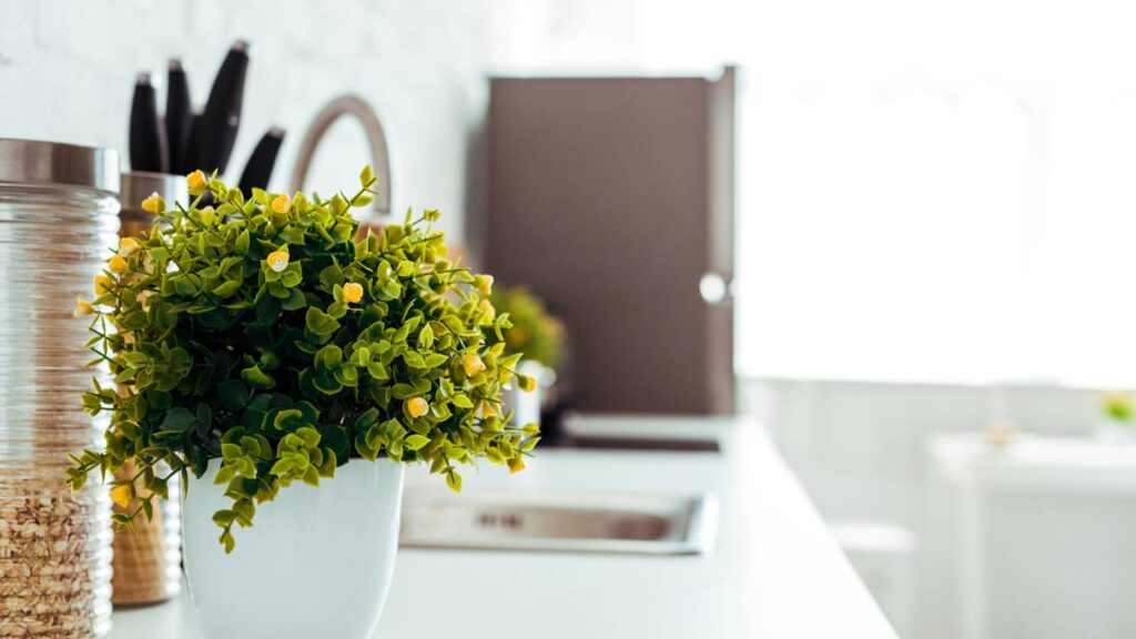 Plantas ideais para cozinha que combinam beleza, praticidade e estilo no mesmo ambiente